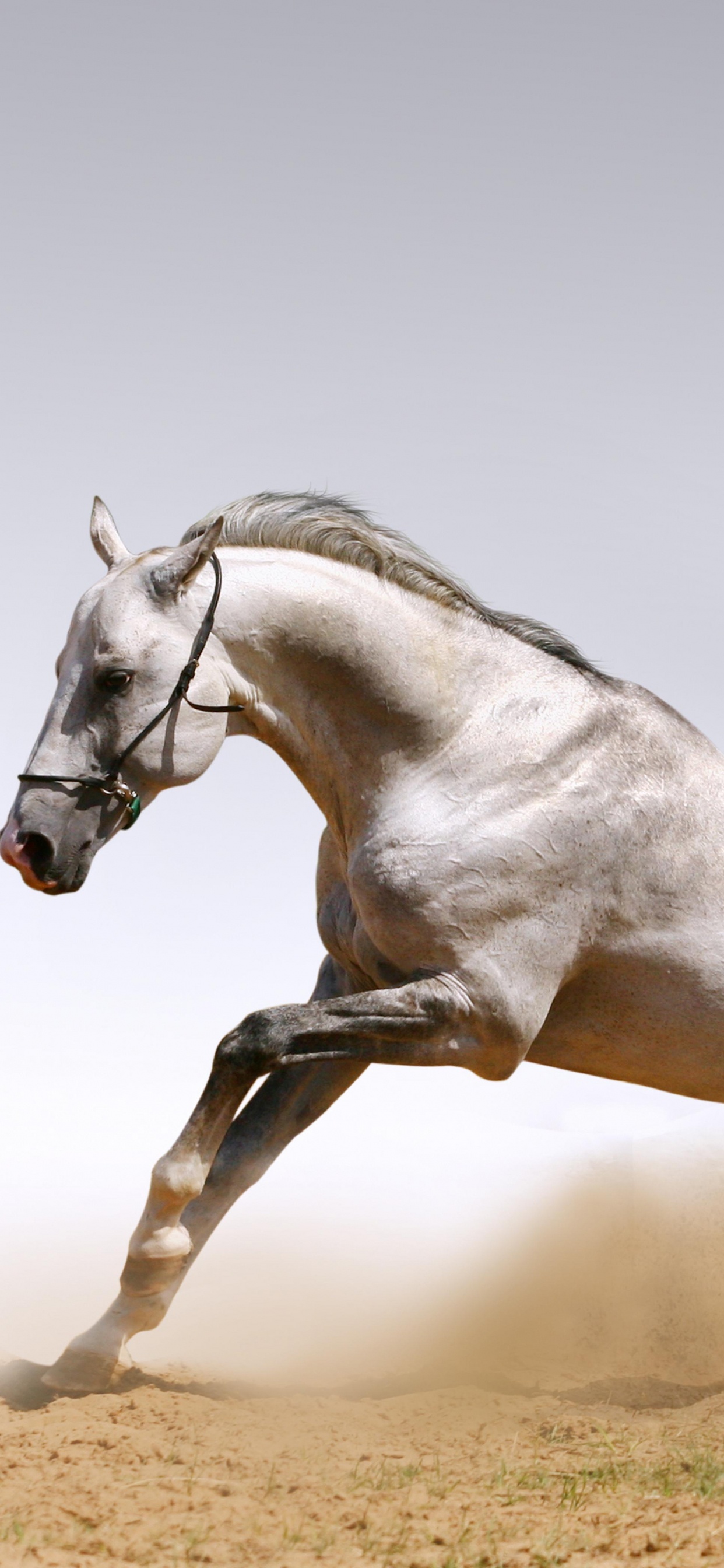 Обои конь, жеребец, грива, Мустанг лошадь, кобыла в разрешении 1242x2688