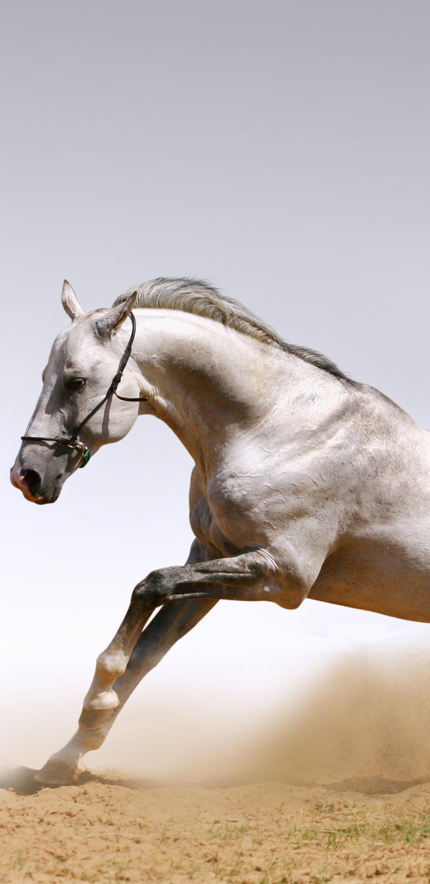 Обои конь, жеребец, грива, Мустанг лошадь, кобыла в разрешении 1440x2960