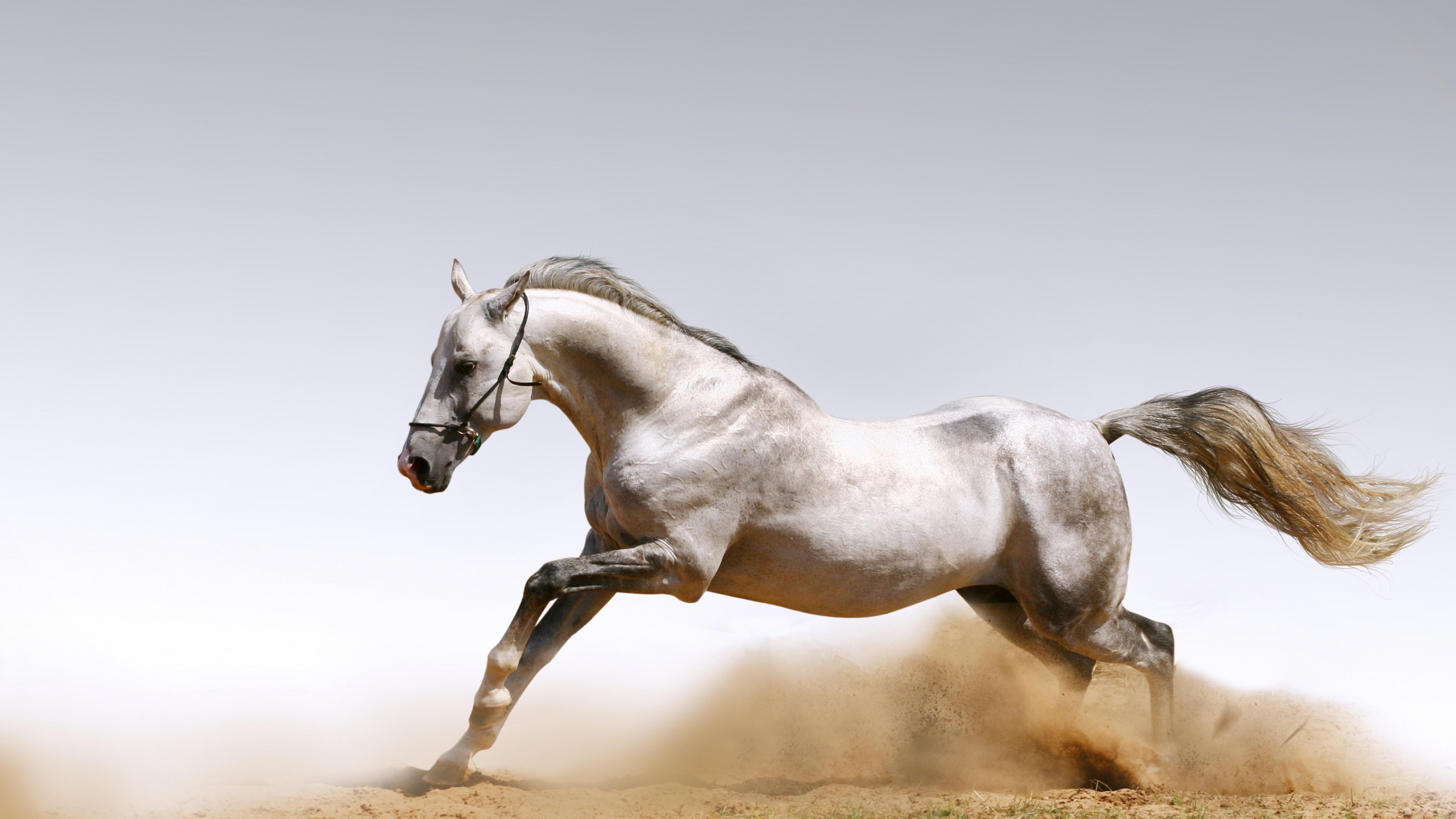 Обои конь, жеребец, грива, Мустанг лошадь, кобыла в разрешении 2560x1440