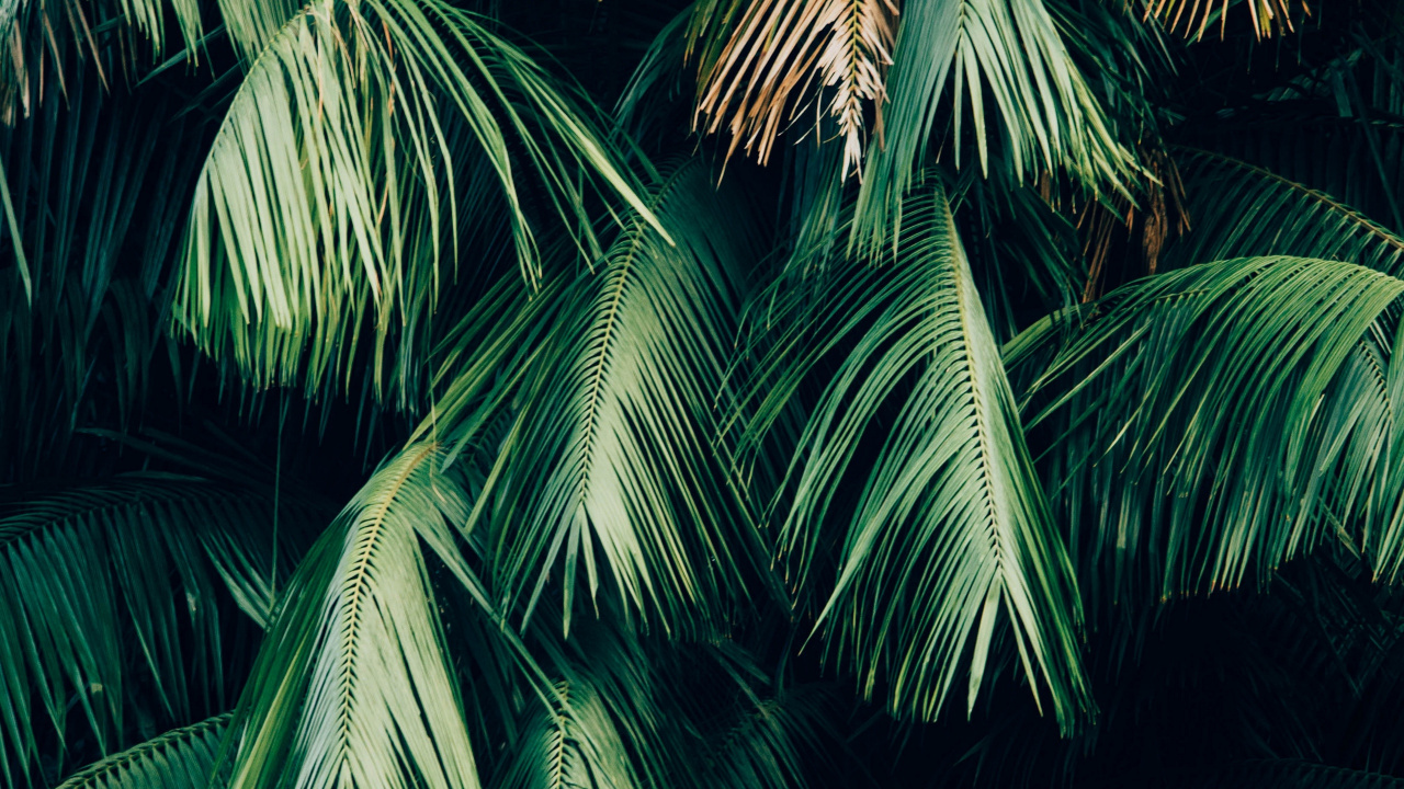 Обои зеленый, дерево, растительность, Пальма, растение в разрешении 1280x720