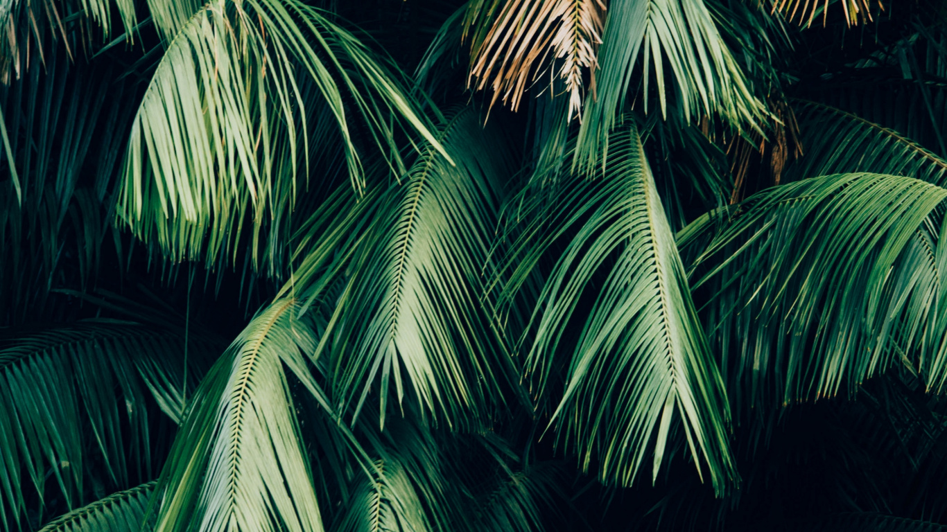 Обои зеленый, дерево, растительность, Пальма, растение в разрешении 1366x768