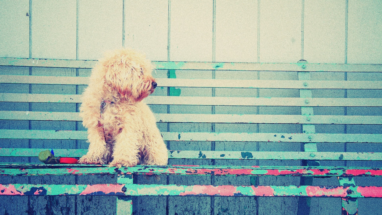 Обои английский кокер спаниель, Йоркширский терьер, щенок, розовый, морда в разрешении 1280x720