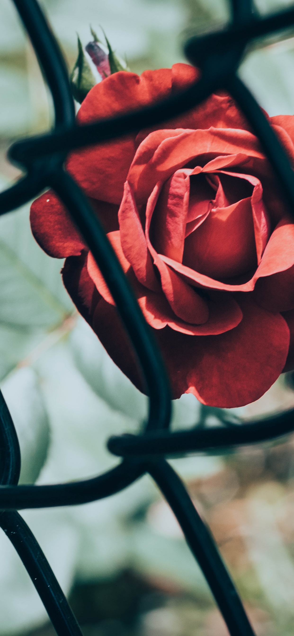 Обои цветок, рассада, забор, сад, сад роз в разрешении 1242x2688