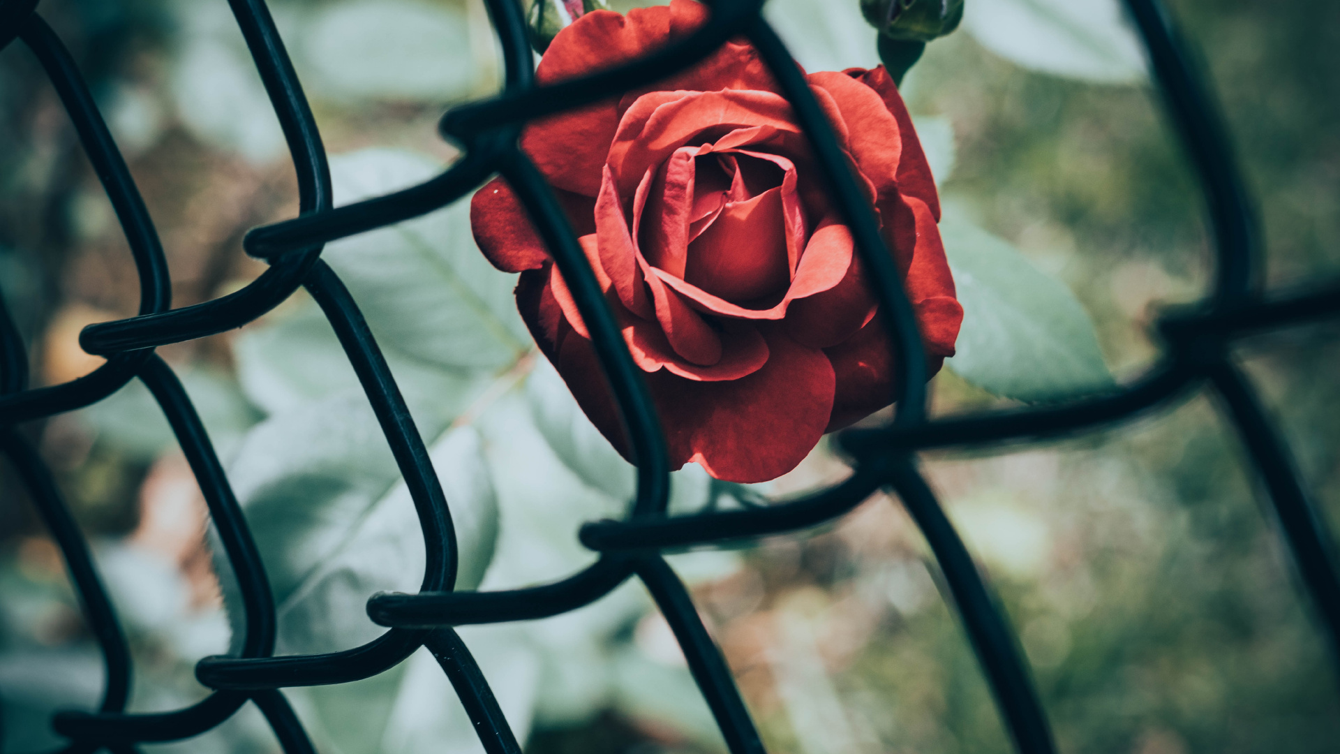 Обои цветок, рассада, забор, сад, сад роз в разрешении 1920x1080