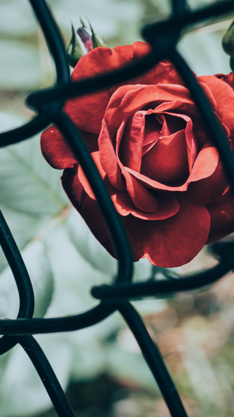 Обои цветок, рассада, забор, сад, сад роз в разрешении 750x1334