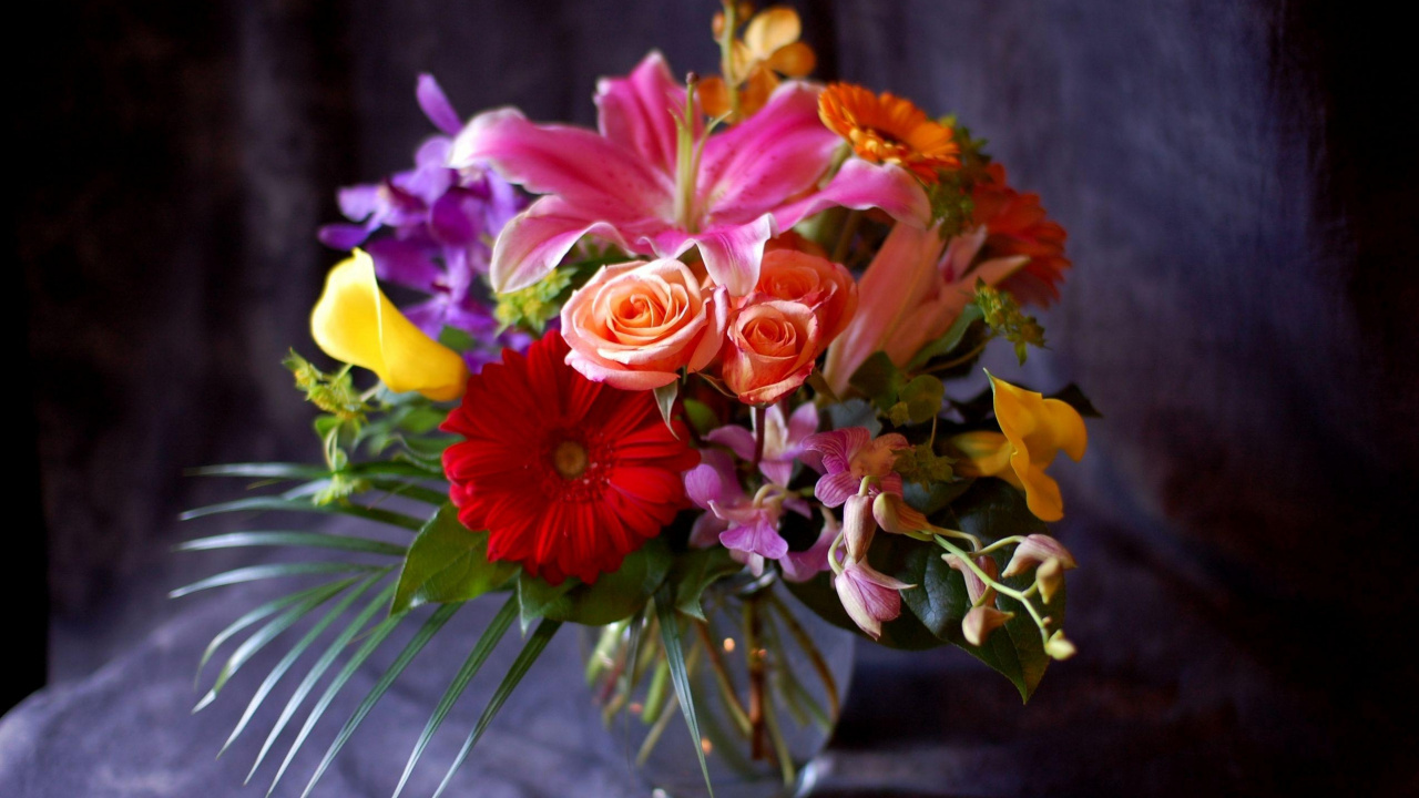 Обои трансвааль Дейзи, Роза, цветочный дизайн, цветочный букет, орхидея в разрешении 1280x720