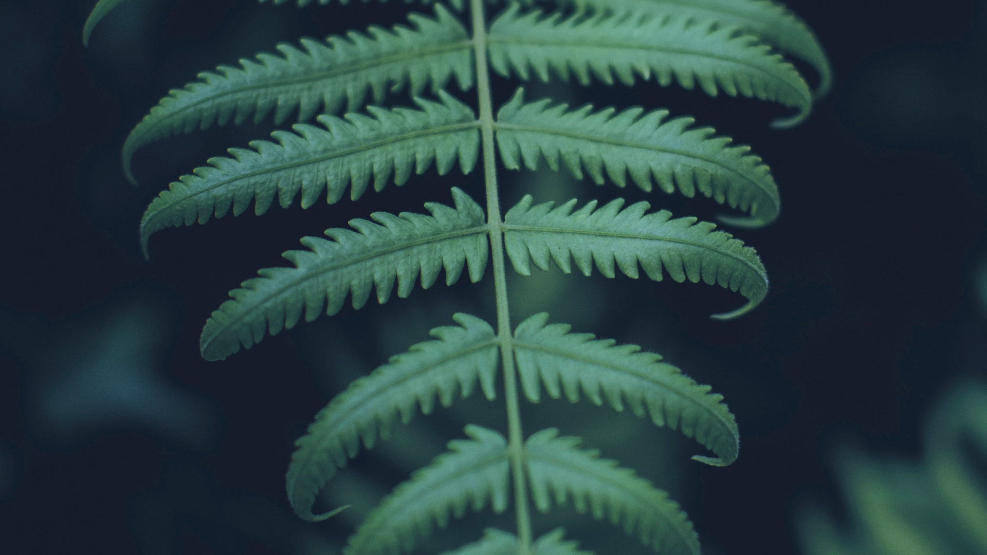 Обои наземное растение, зеленый, растительность, лист, папоротники и хвощи в разрешении 1920x1080