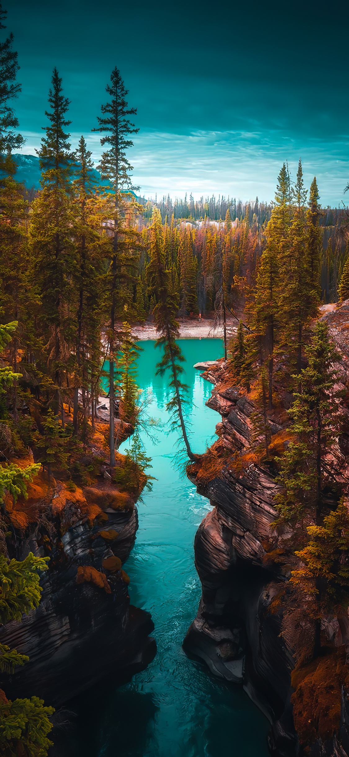 Обои лиственница, Damaksnis, тугай, вода, природный ландшафт в разрешении 1125x2436