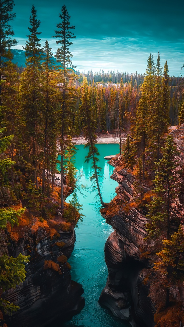 Обои лиственница, Damaksnis, тугай, вода, природный ландшафт в разрешении 720x1280