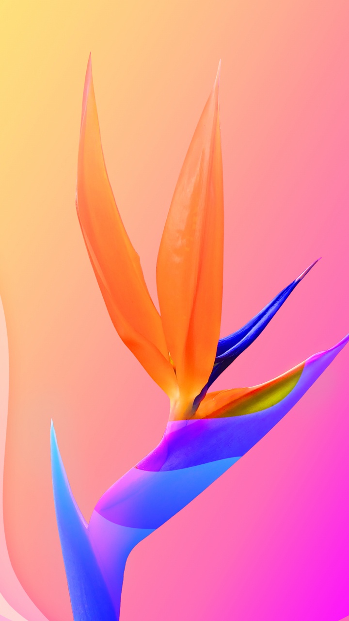 Обои цветок красочный 3d, цветок, цветковое растение, цветочный дизайн, растение в разрешении 720x1280