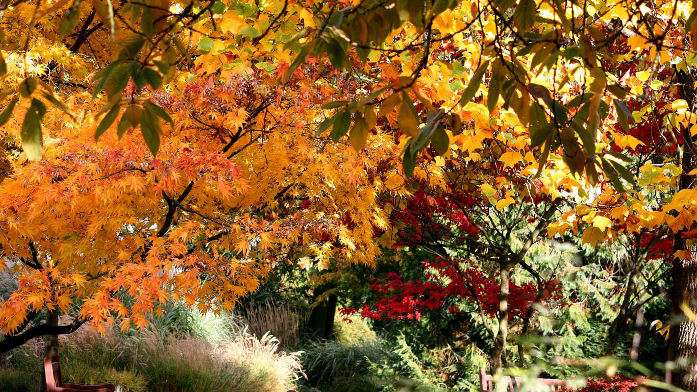 Обои осень, дерево, лист, ветвь, растение в разрешении 1366x768