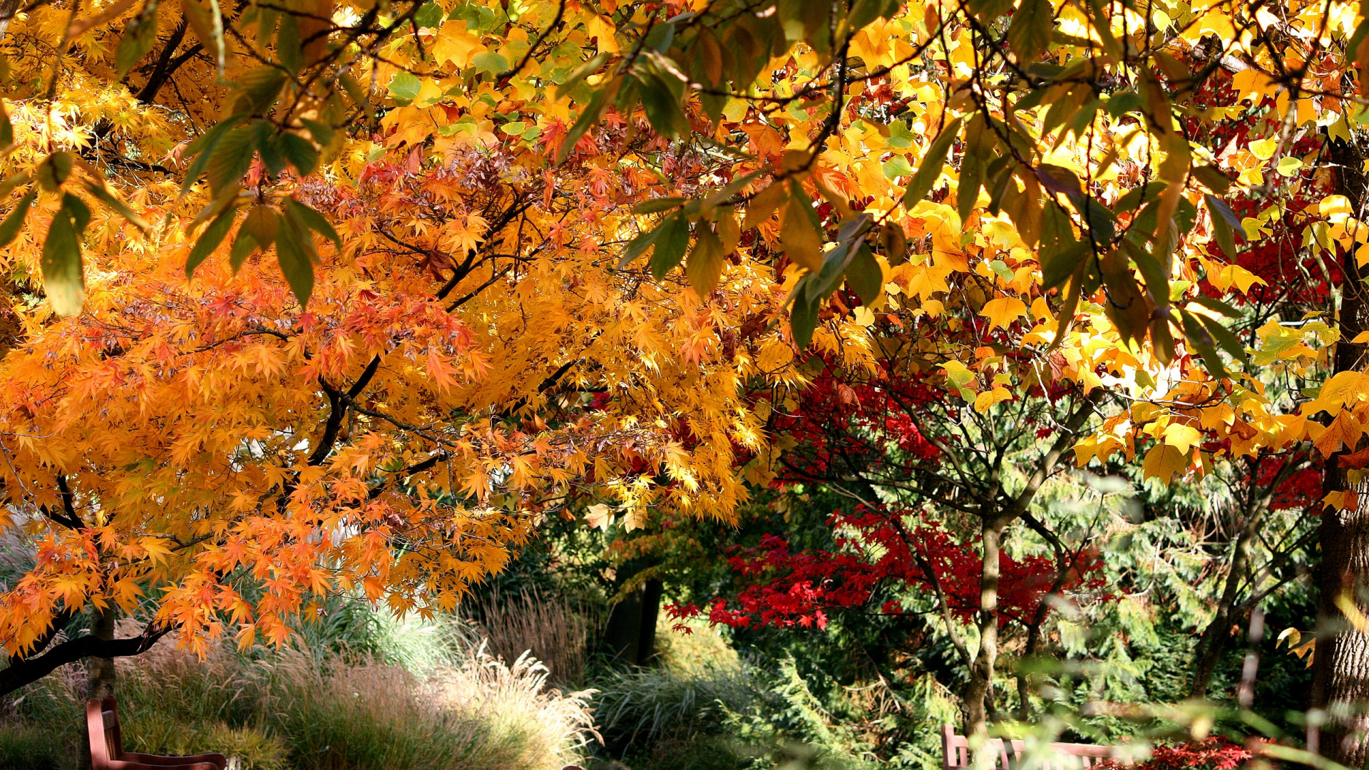 Обои осень, дерево, лист, ветвь, растение в разрешении 1920x1080