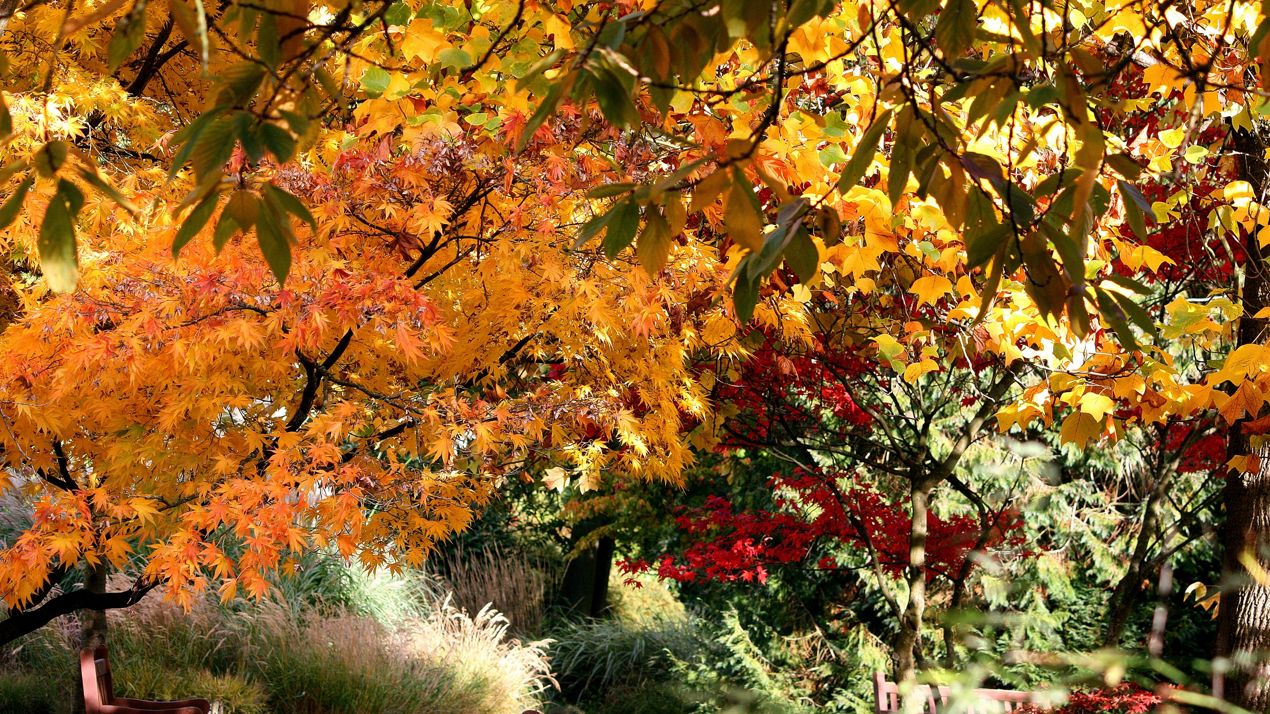 Обои осень, дерево, лист, ветвь, растение в разрешении 2560x1440