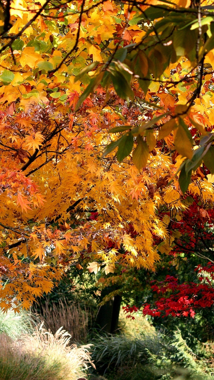 Обои осень, дерево, лист, ветвь, растение в разрешении 720x1280