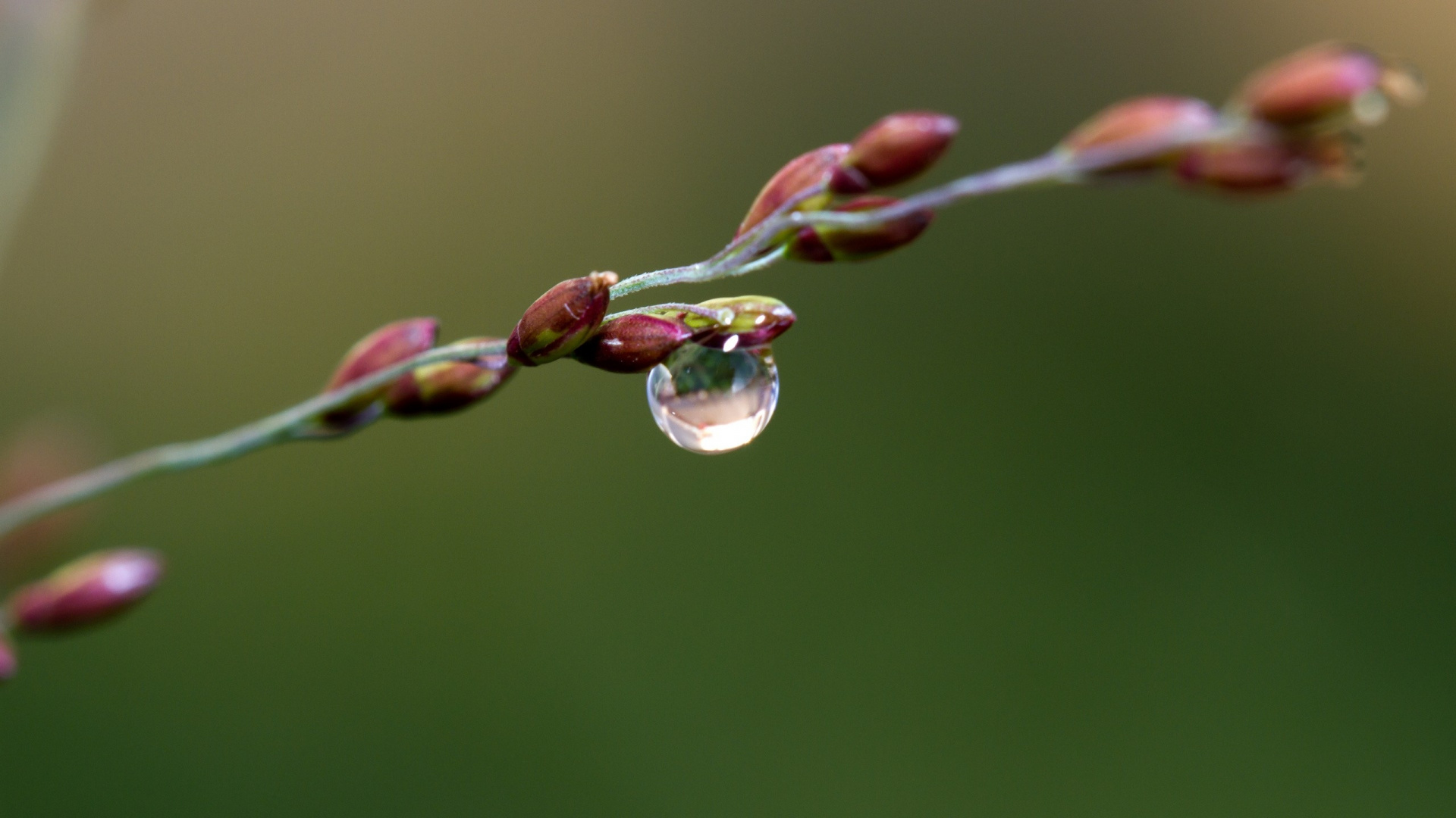 Обои ветвь, роса, вода, прут, растение в разрешении 1920x1080