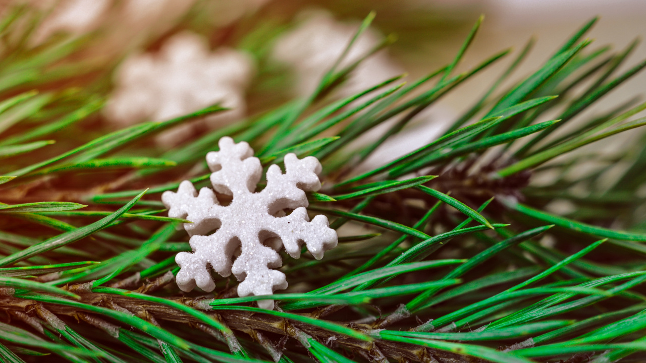 Обои Рождественский день, растение, дерево, вечнозеленое растение, сосна в разрешении 1280x720