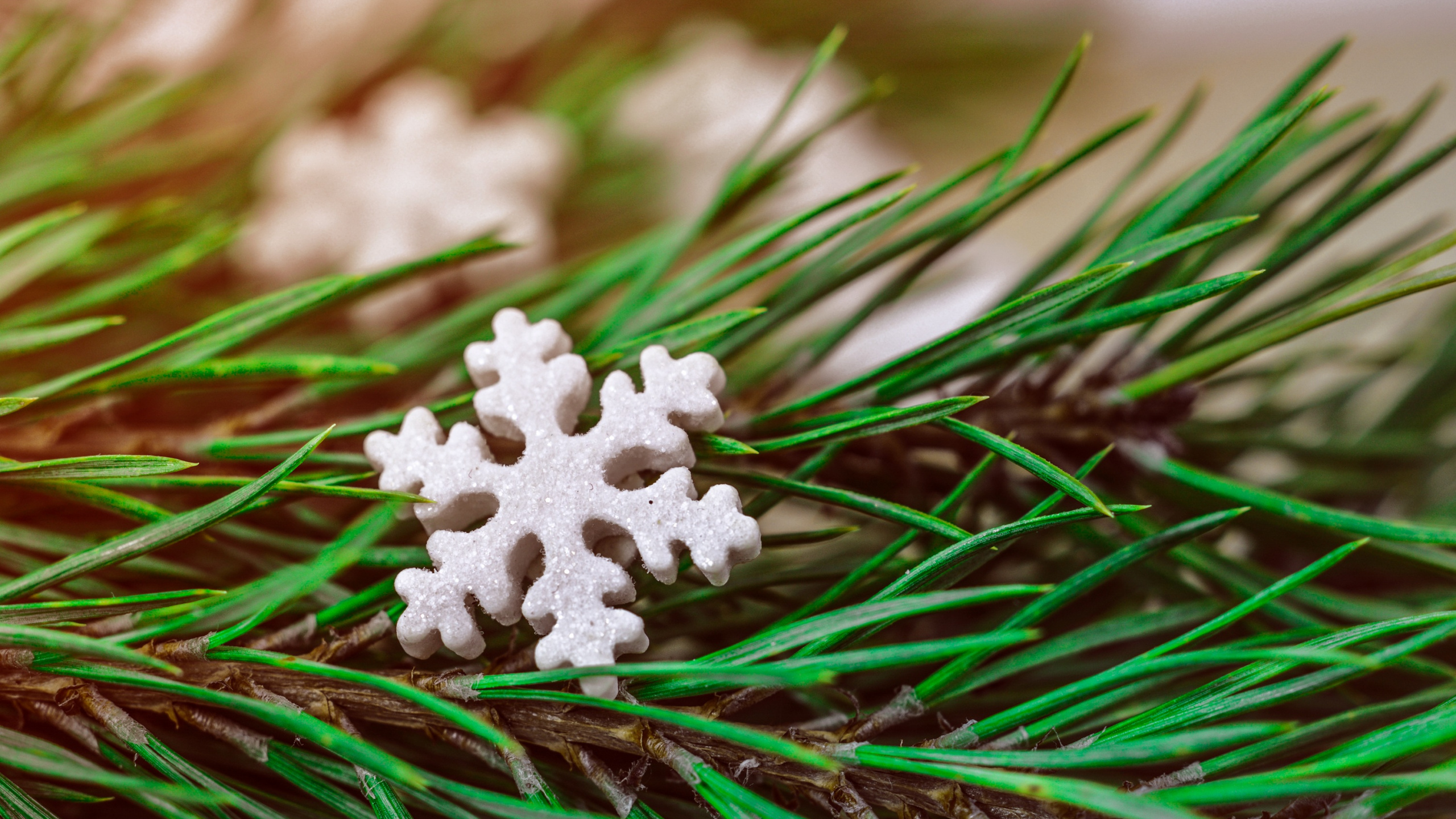 Обои Рождественский день, растение, дерево, вечнозеленое растение, сосна в разрешении 2560x1440