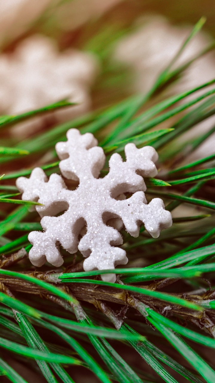 Обои Рождественский день, растение, дерево, вечнозеленое растение, сосна в разрешении 720x1280