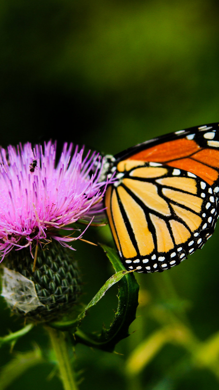 Обои бабочкамонарх, насекомое, мотыльки и бабочки, бабочка, беспозвоночных в разрешении 750x1334