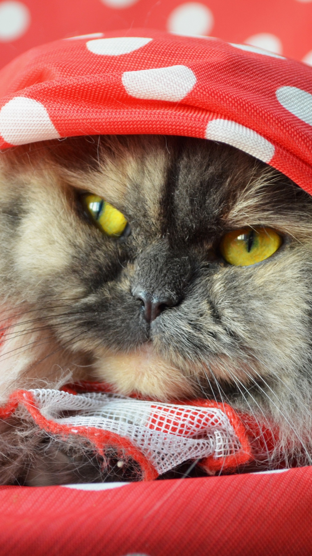 Обои кот, котенок, морда, бакенбарды, персиянка в разрешении 1080x1920