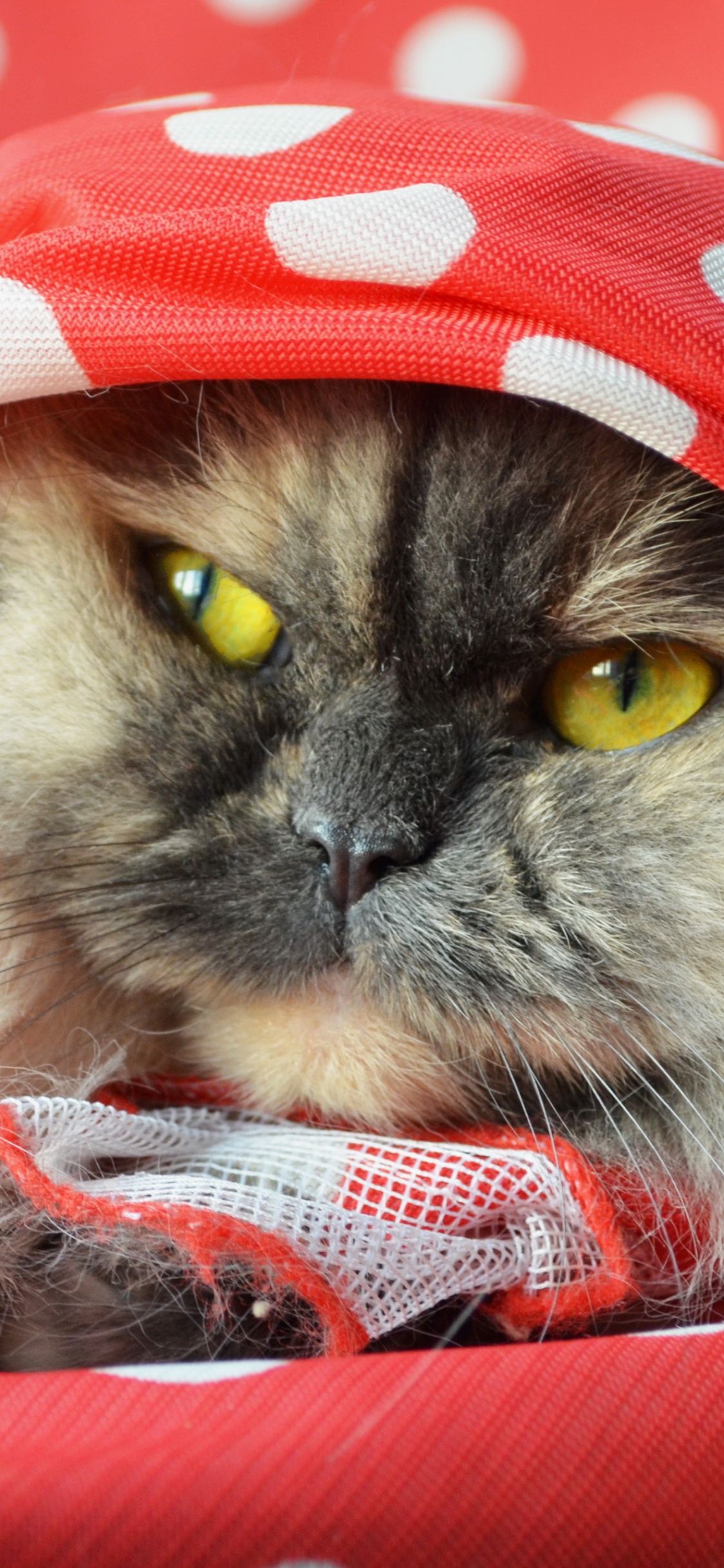 Обои кот, котенок, морда, бакенбарды, персиянка в разрешении 1125x2436