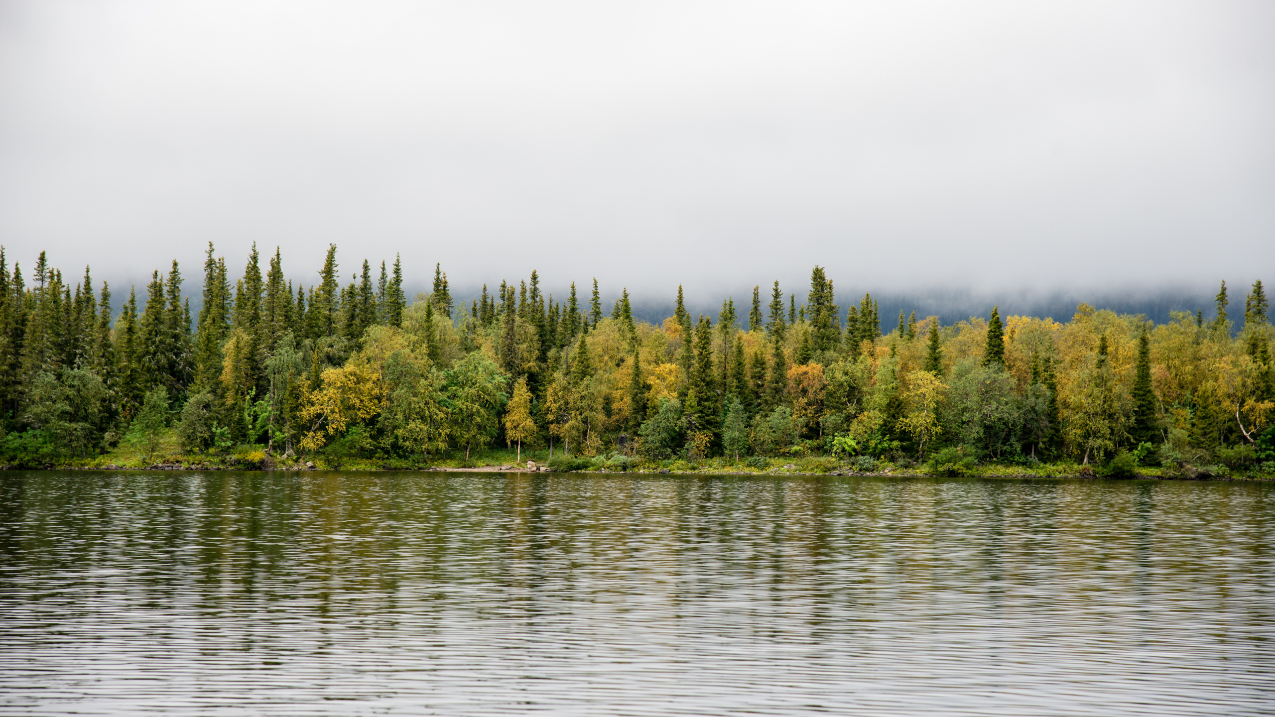Обои вода, природа, дерево, отражение, озеро в разрешении 2560x1440