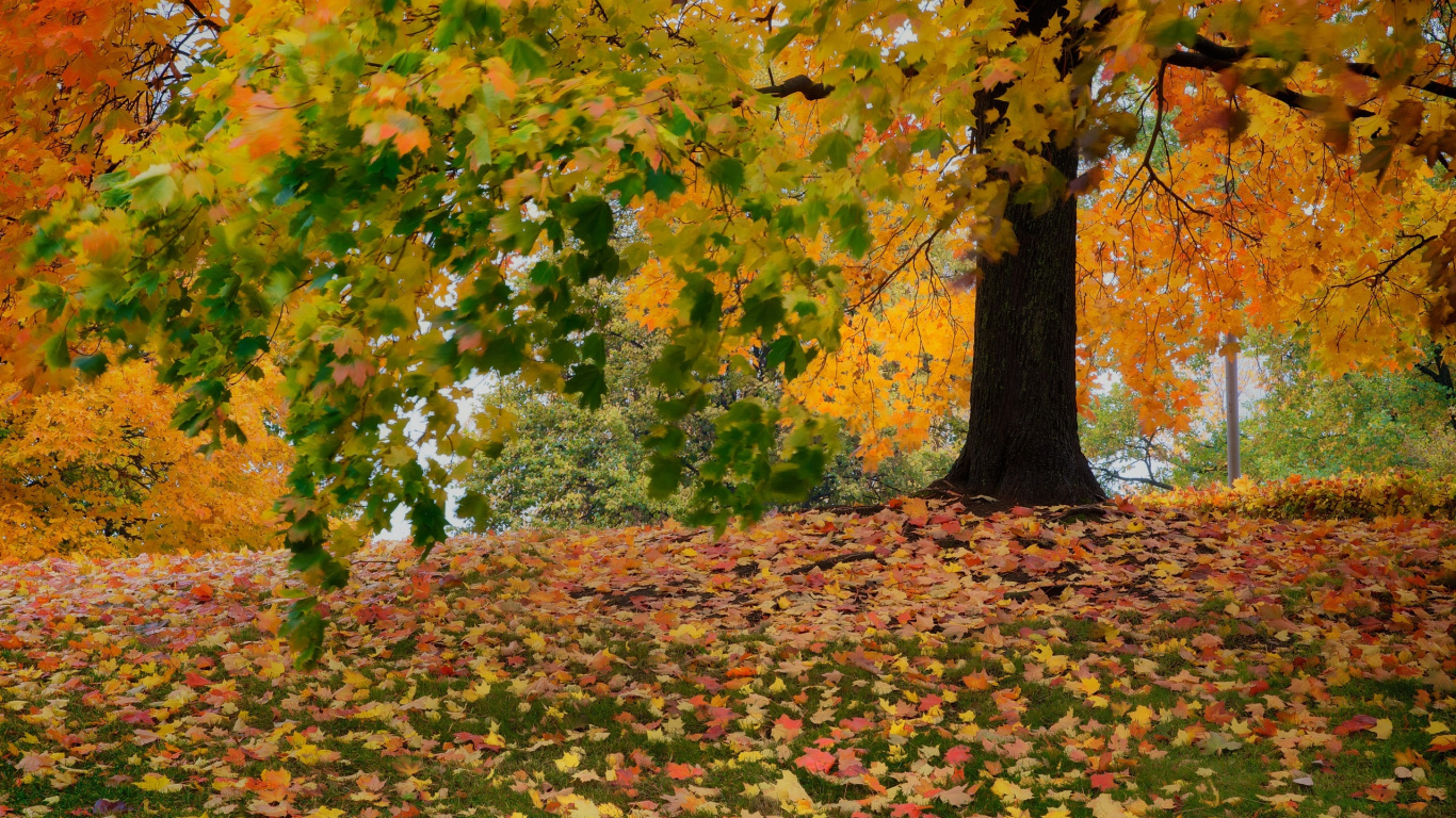 Обои дерево, лист, осень, древесные растения, природа в разрешении 1366x768