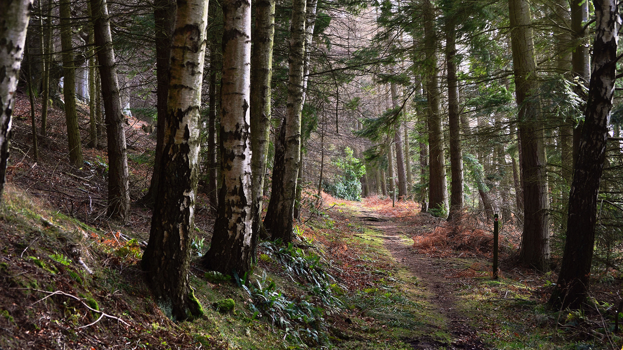 Обои дерево, лес, лесистая местность, природа, роща в разрешении 1280x720