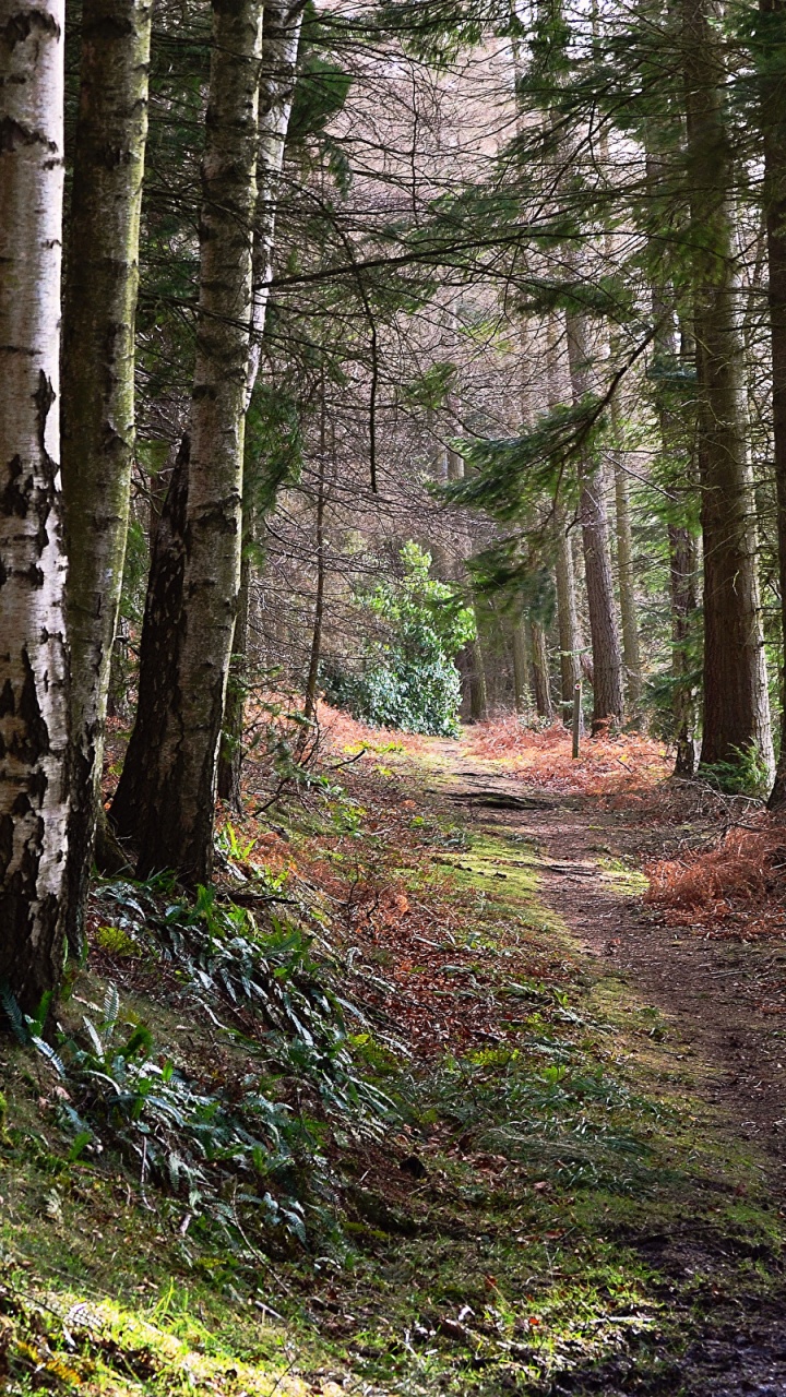 Обои дерево, лес, лесистая местность, природа, роща в разрешении 720x1280