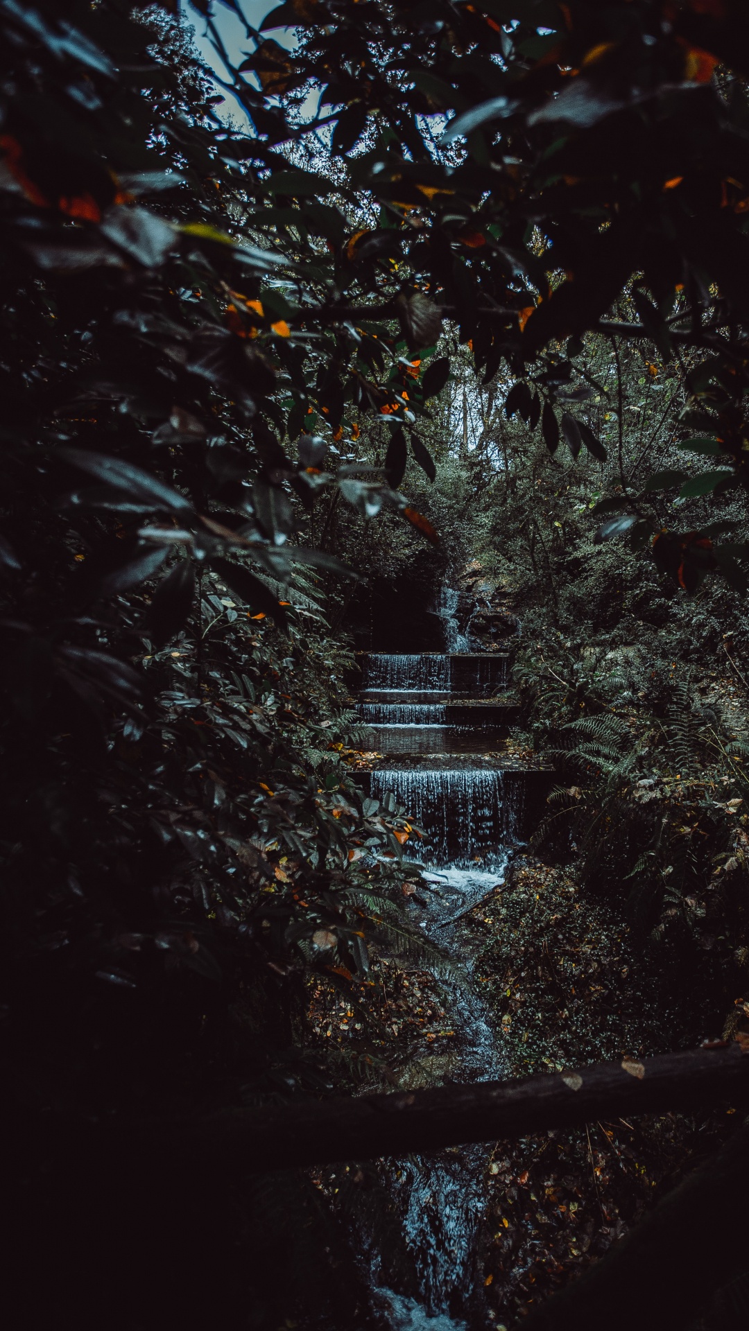 Обои окружающая среда, черный, лист, природа, ночь в разрешении 1080x1920