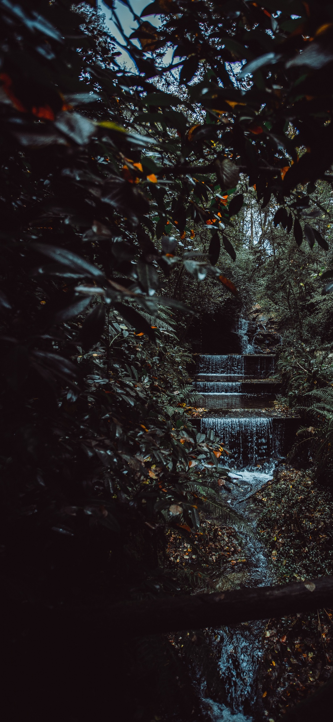 Обои окружающая среда, черный, лист, природа, ночь в разрешении 1125x2436