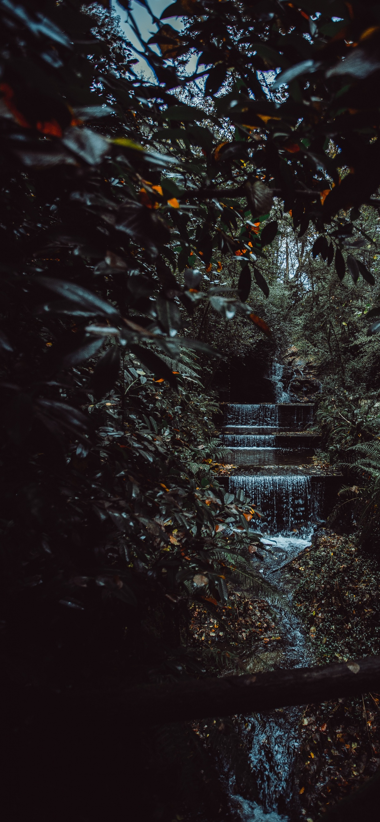 Обои окружающая среда, черный, лист, природа, ночь в разрешении 1242x2688