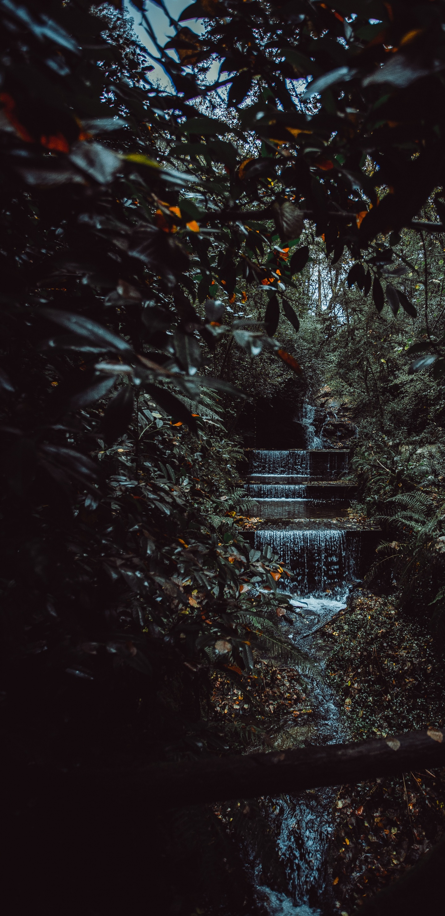 Обои окружающая среда, черный, лист, природа, ночь в разрешении 1440x2960