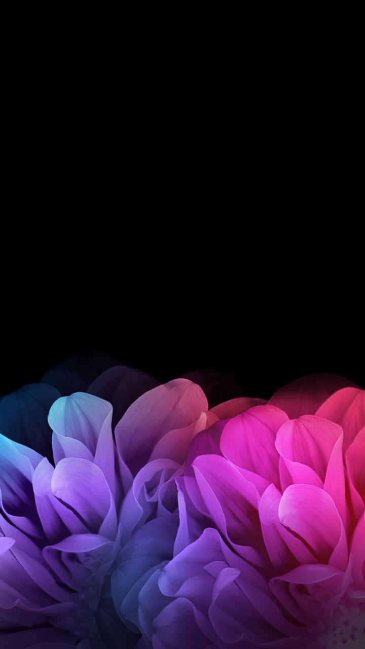 Обои лепесток, розовый, пурпур, Фиолетовый, цветок в разрешении 720x1280