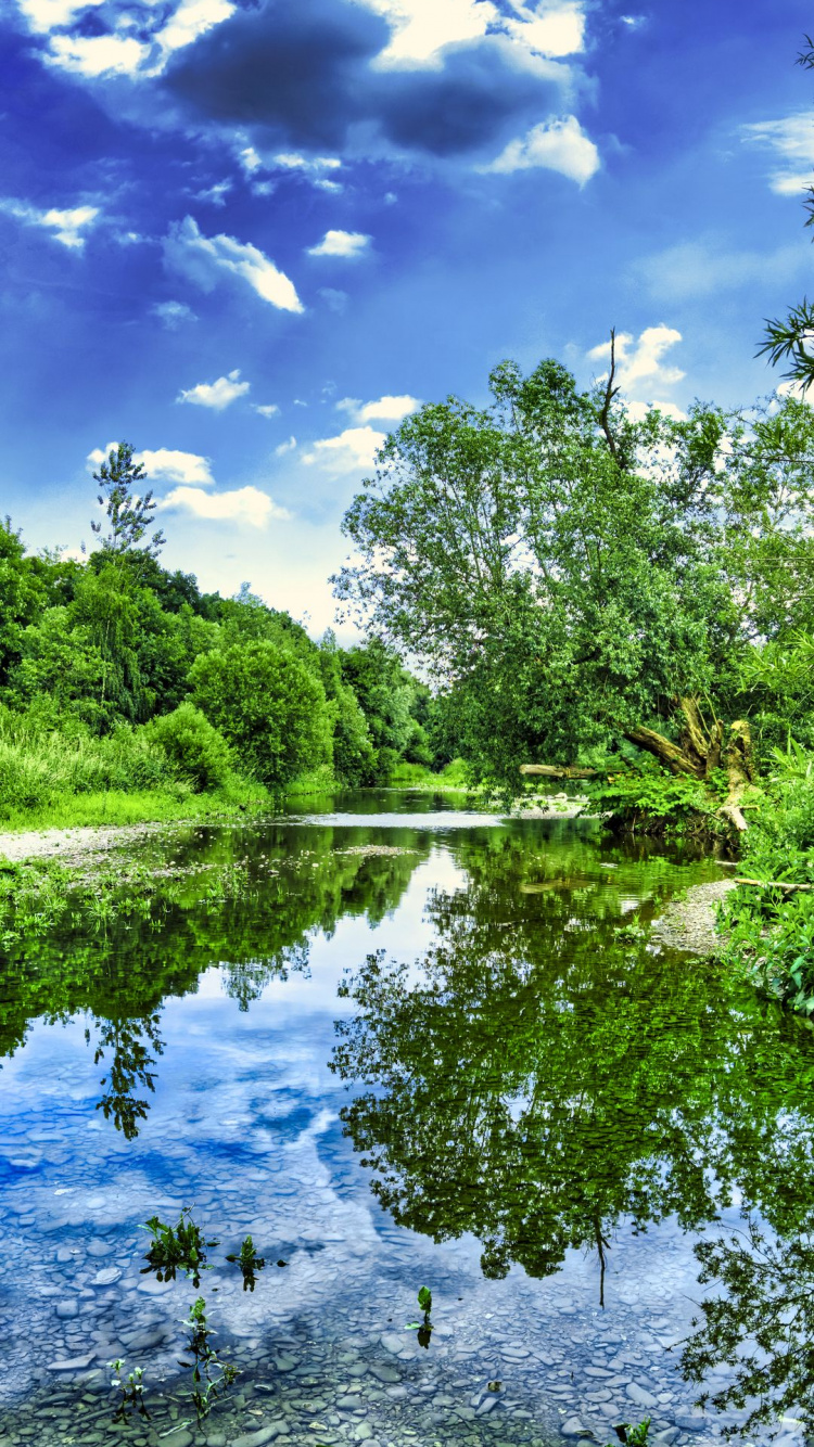 Обои отражение, дерево, облако, вода, растение в разрешении 750x1334