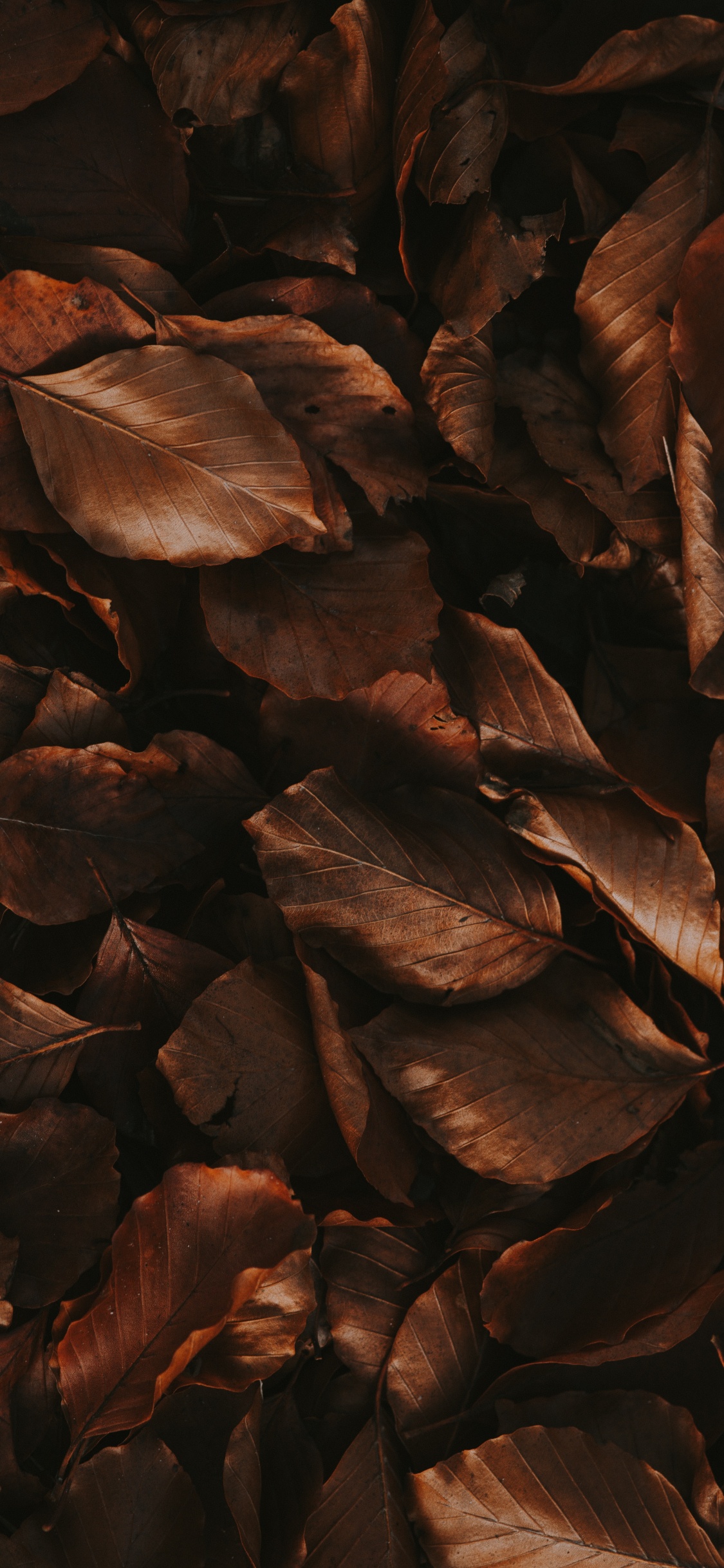 Обои осень, лист, живопись, древесина, коричневый цвет в разрешении 1125x2436