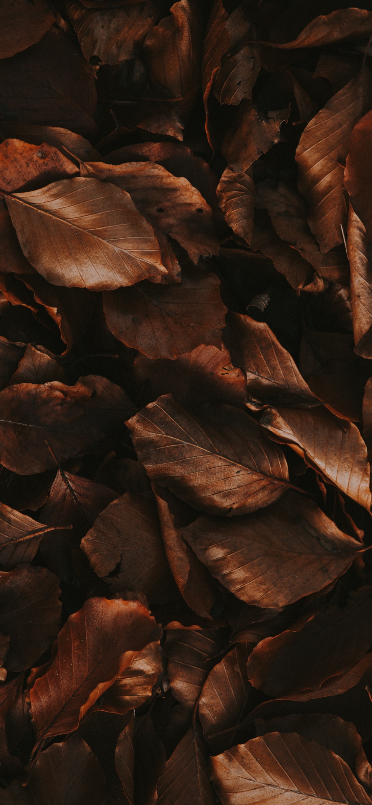 Обои осень, лист, живопись, древесина, коричневый цвет в разрешении 1242x2688
