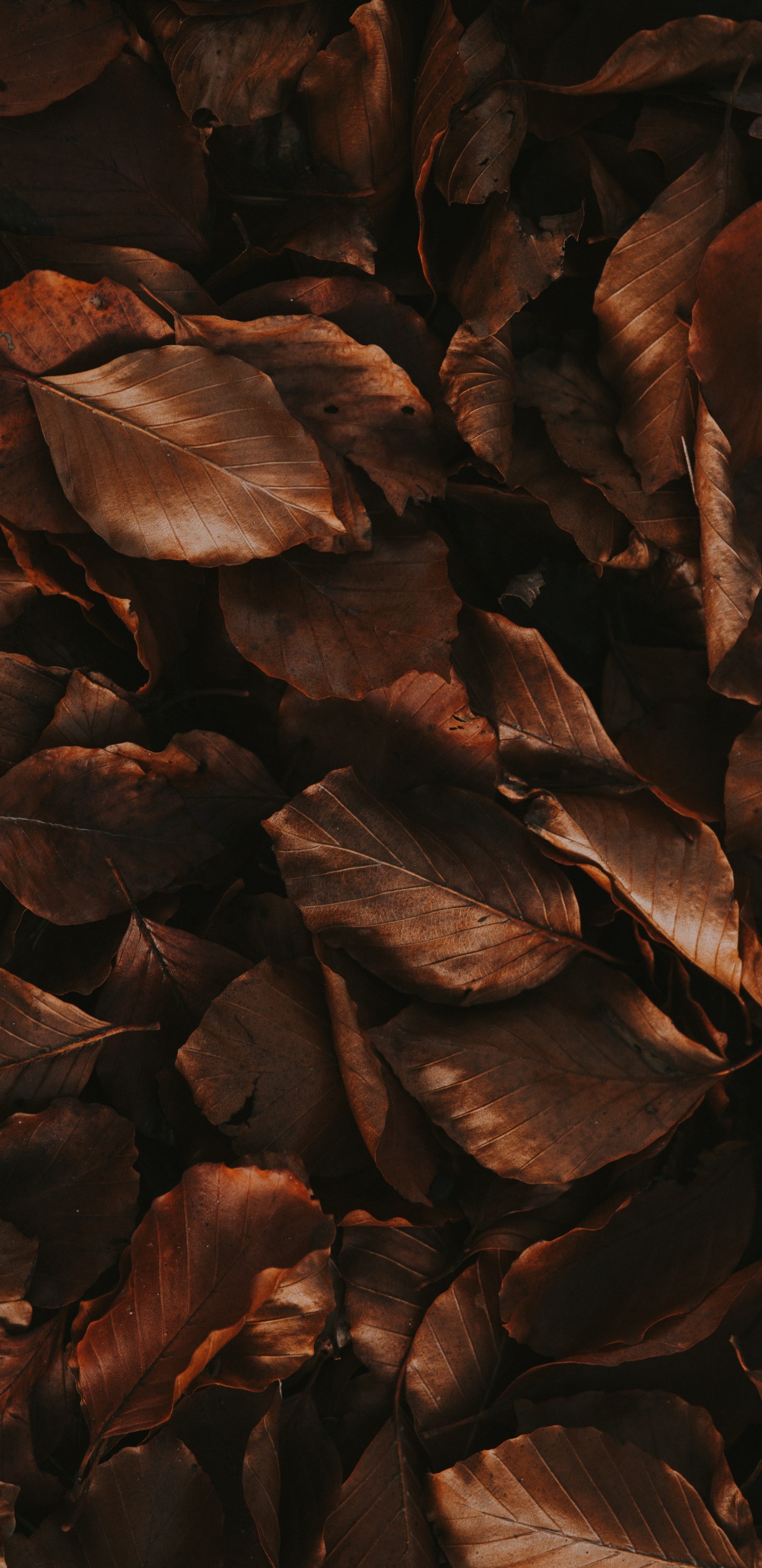 Обои осень, лист, живопись, древесина, коричневый цвет в разрешении 1440x2960