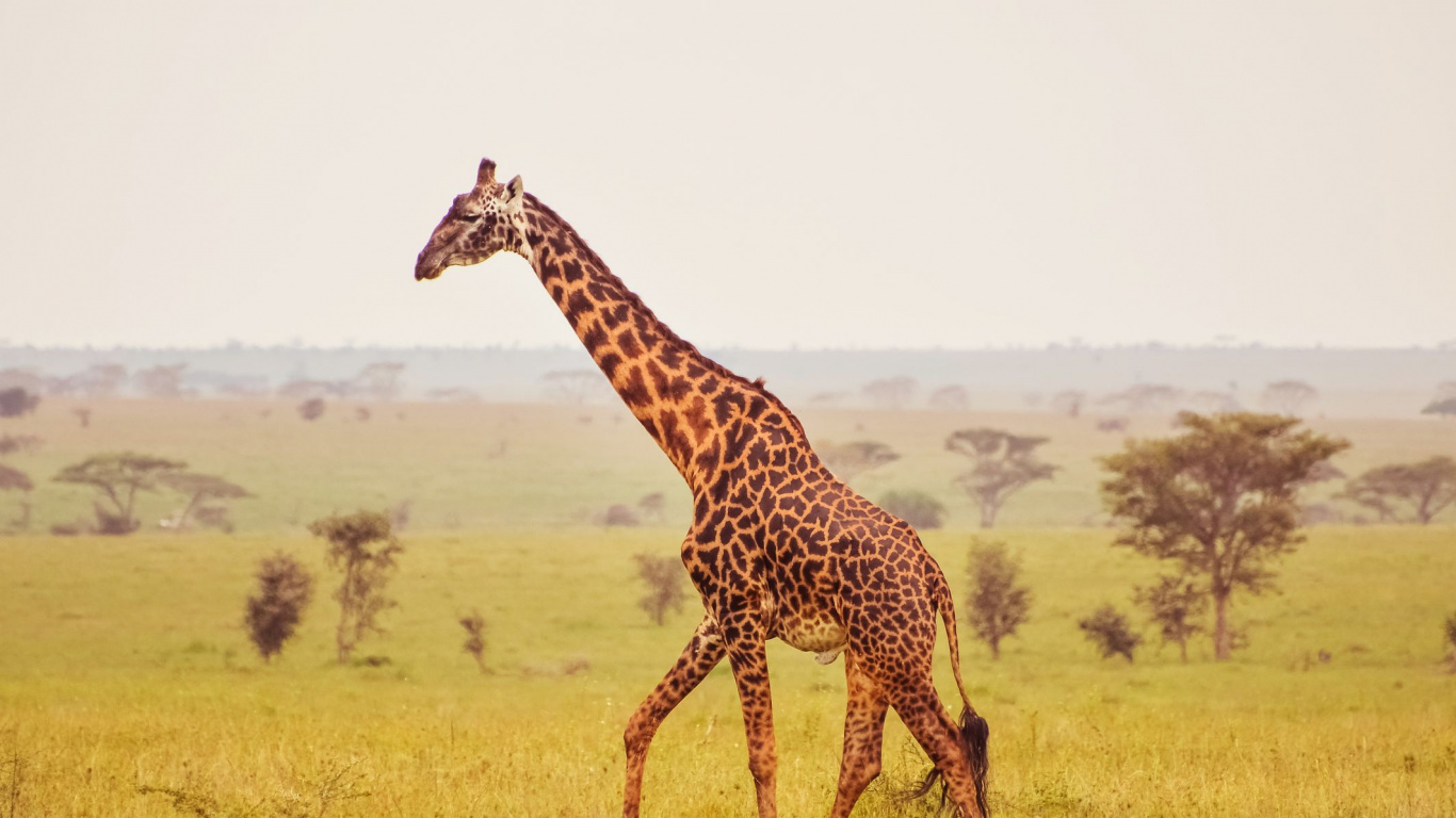 Обои африканские животные, Жираф, сафари, Леопард, наземные животные в разрешении 1366x768