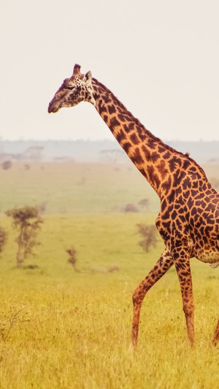 Обои африканские животные, Жираф, сафари, Леопард, наземные животные в разрешении 720x1280