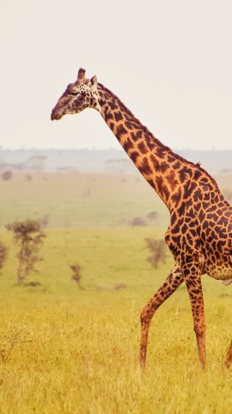 Обои африканские животные, Жираф, сафари, Леопард, наземные животные в разрешении 750x1334