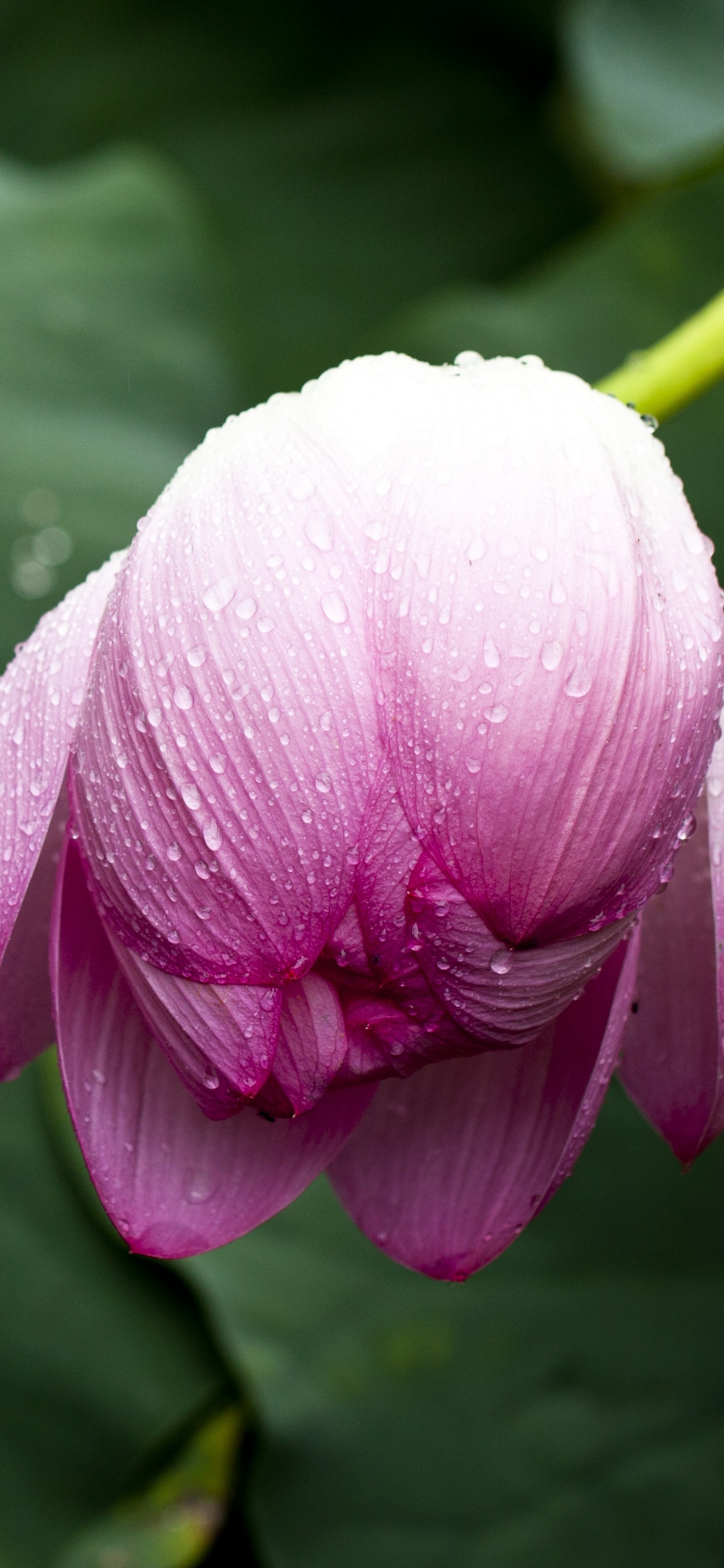 Обои цветок, цветковое растение, лепесток, растение, розовый в разрешении 1242x2688