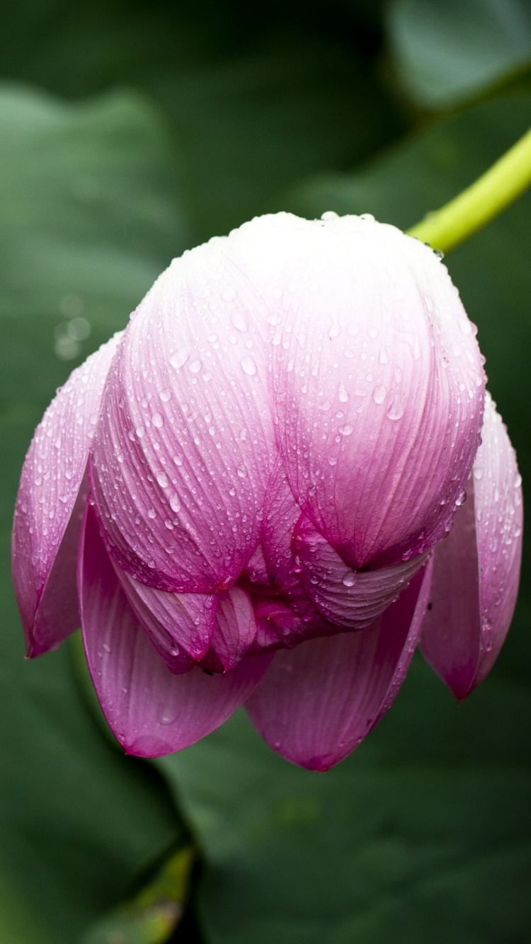 Обои цветок, цветковое растение, лепесток, растение, розовый в разрешении 750x1334