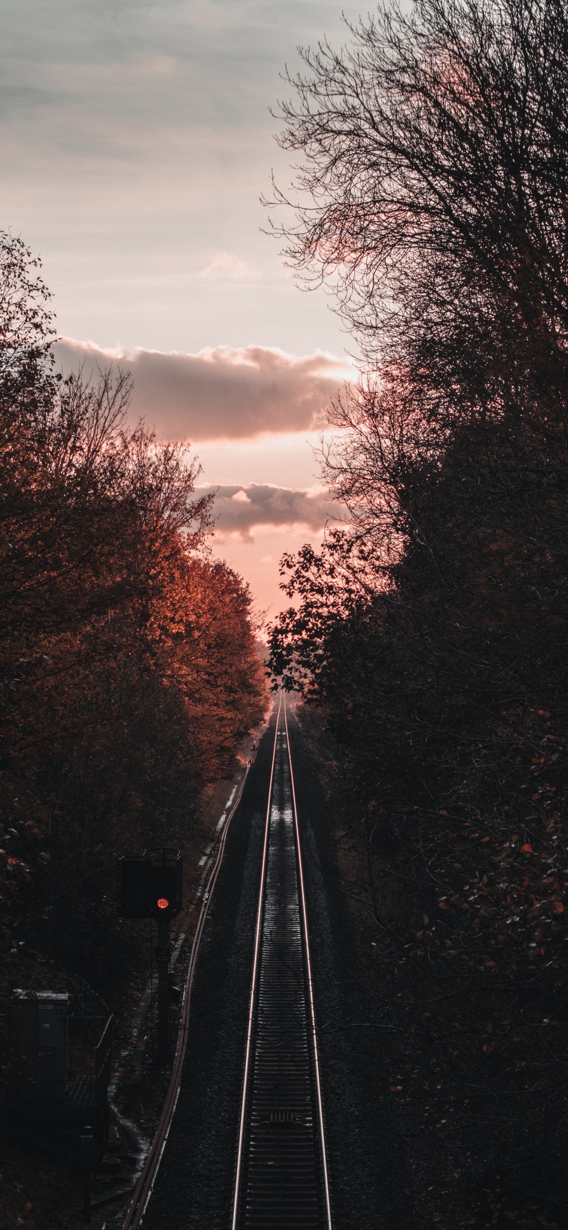 Обои ветвь, дерево, транспорт, трек, облако в разрешении 1125x2436