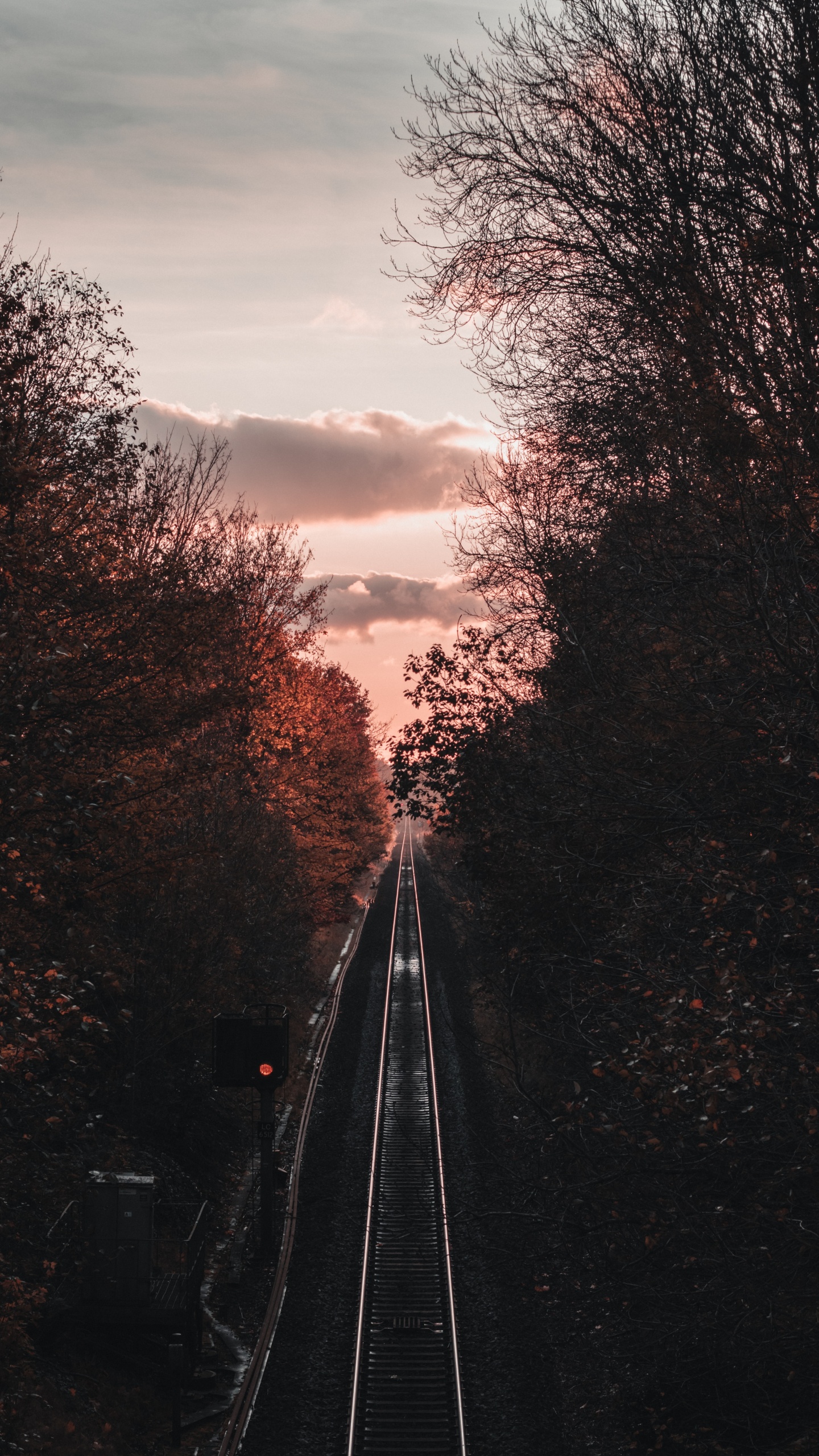 Обои ветвь, дерево, транспорт, трек, облако в разрешении 1440x2560