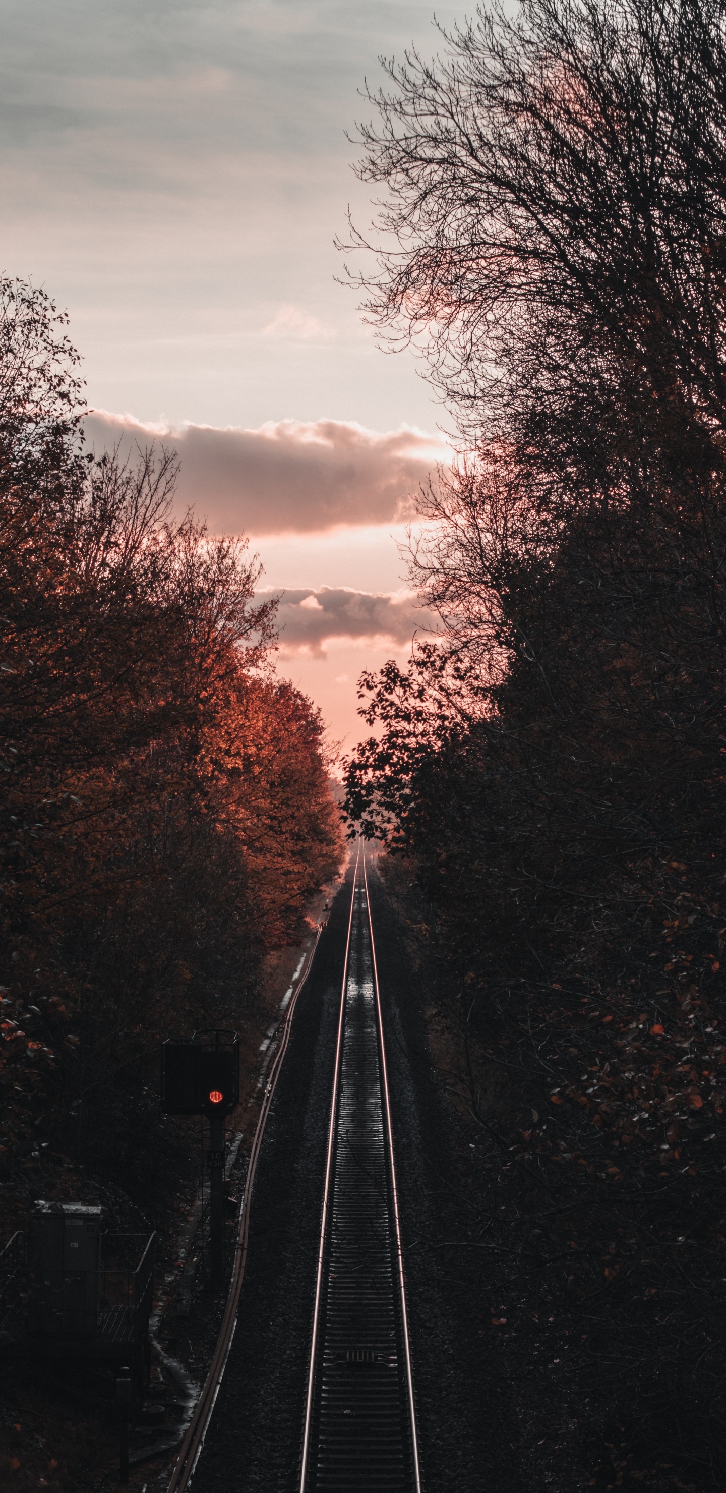 Обои ветвь, дерево, транспорт, трек, облако в разрешении 1440x2960