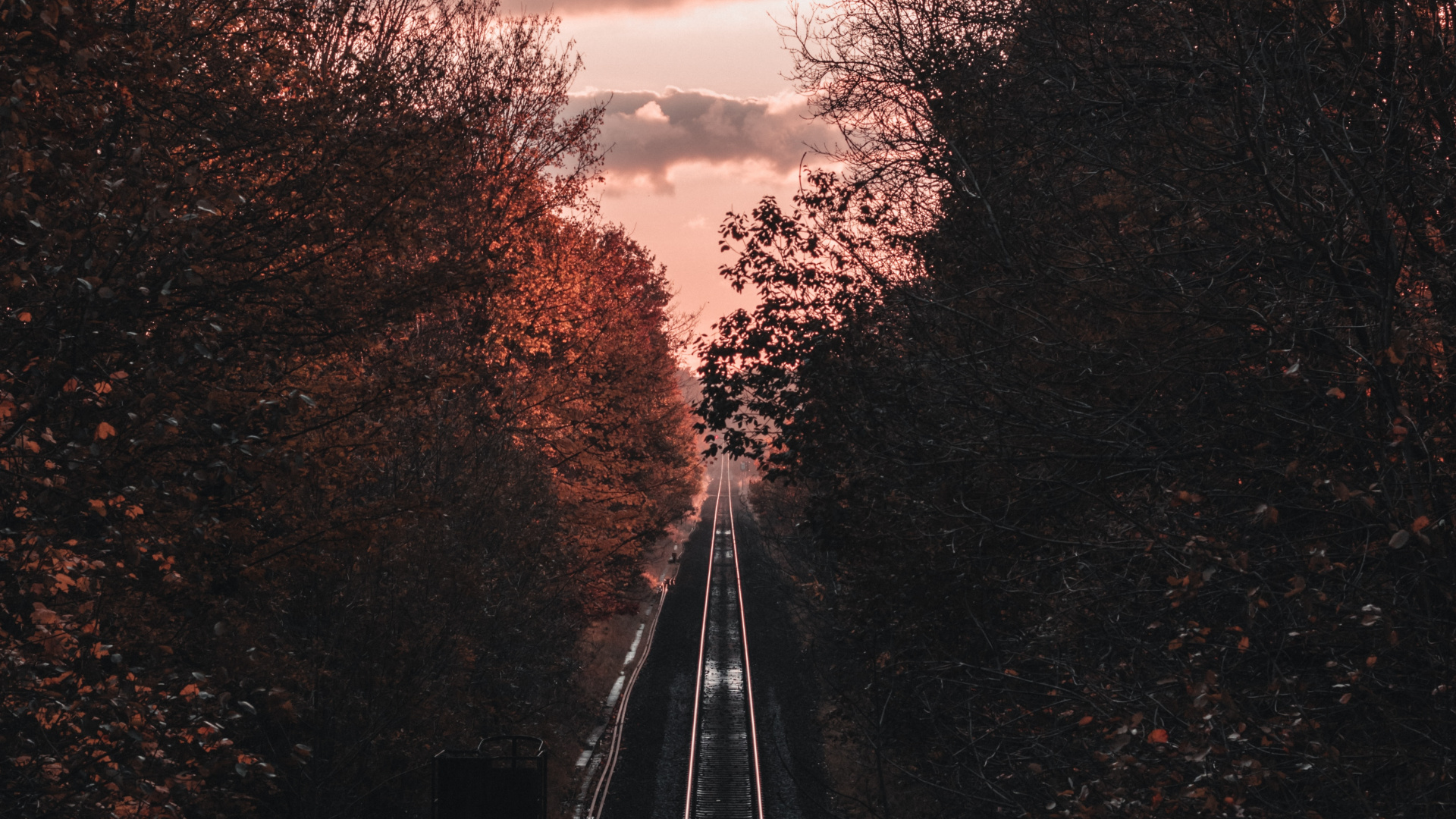 Обои ветвь, дерево, транспорт, трек, облако в разрешении 1920x1080