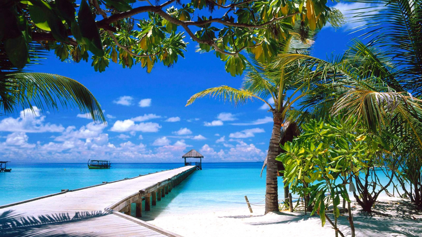 Обои тропическая зона, Карибский бассейн, отпуск, Пальма, фильм в разрешении 1366x768