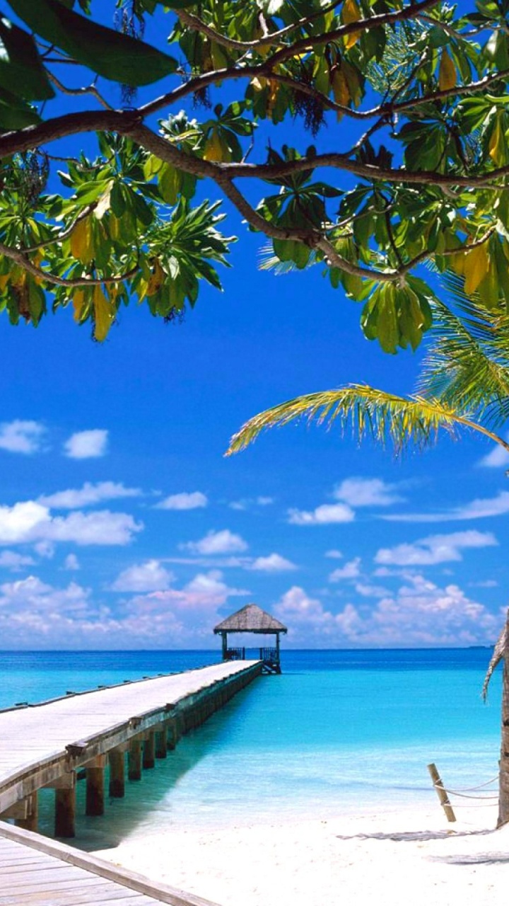 Обои тропическая зона, Карибский бассейн, отпуск, Пальма, фильм в разрешении 720x1280