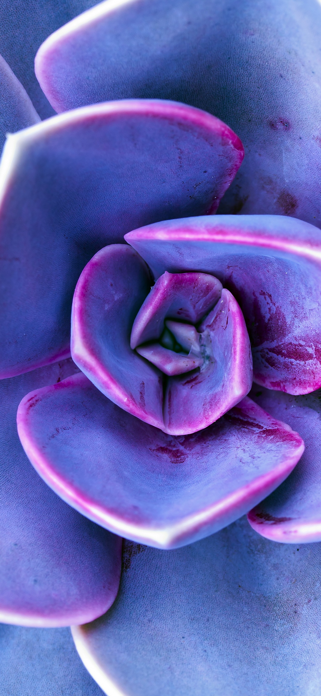 Обои сирень, Фиолетовый, цветок, растение, пурпур в разрешении 1242x2688